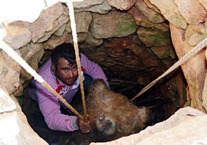 Söğle peyniri 2 ay kar dolu kuyuda bekletilerek yapılıyor